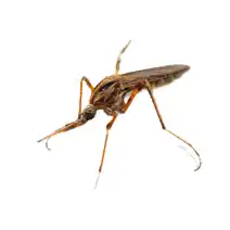 gallinipper mosquito identification