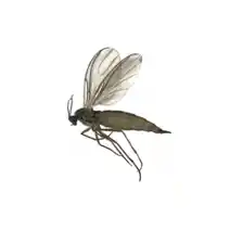 gnat fly identification