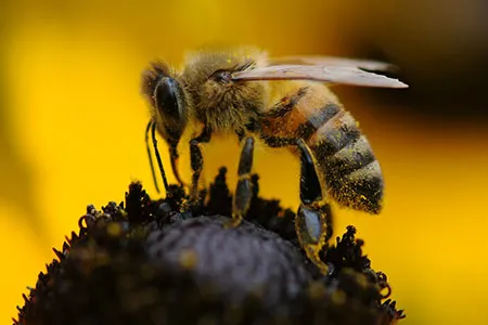 honey bee pest control fl