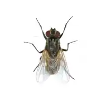 house fly identification