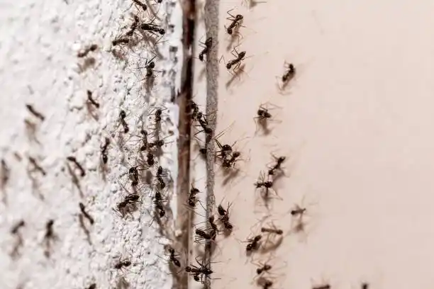 indoor ants orlando pest control fl