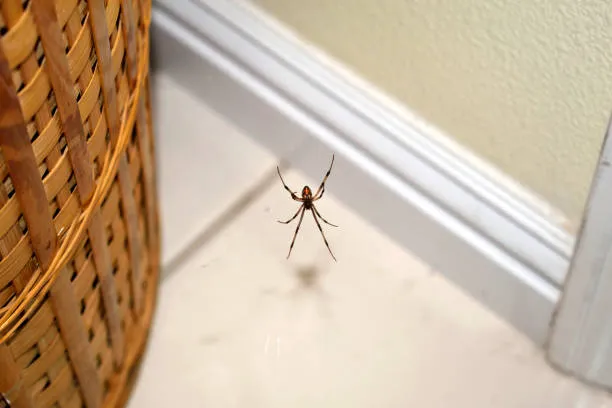indoor spider orlando pest control fl