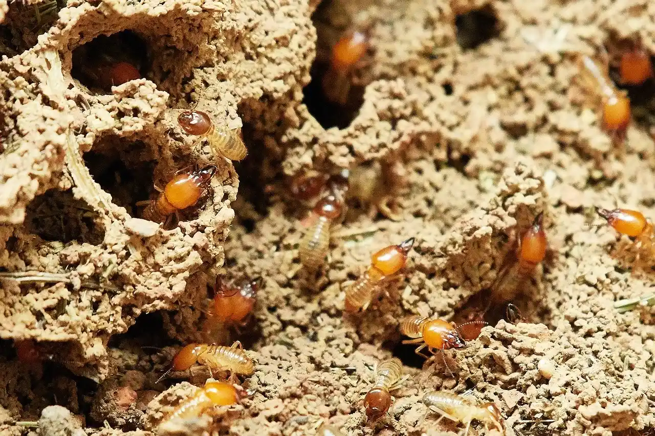 kissimmee termite control fl
