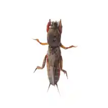 lawn pests identification mole cricket