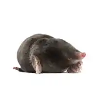 Nuisance Wildlife Identification mole