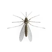 stinging and biting insects identification mosquito