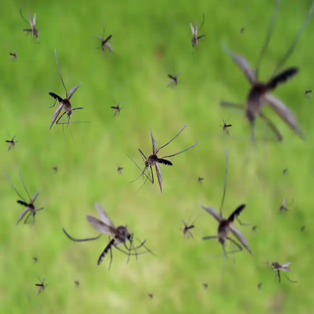 Close-up of a swarm of mosquitoes flying outdoors - comprehensive pest control and lawn care services