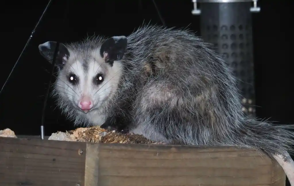 opossum control fl