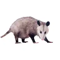 Nuisance wildlife Identification Opossum