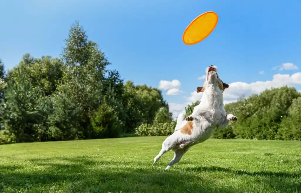 A dog joyfully jumps to catch a frisbee on a well-maintained lawn, surrounded by lush greenery and trees, illustrating the benefits of professional lawn care services.
