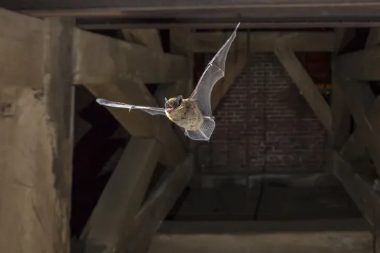 orlando wildlife control fl bat attic