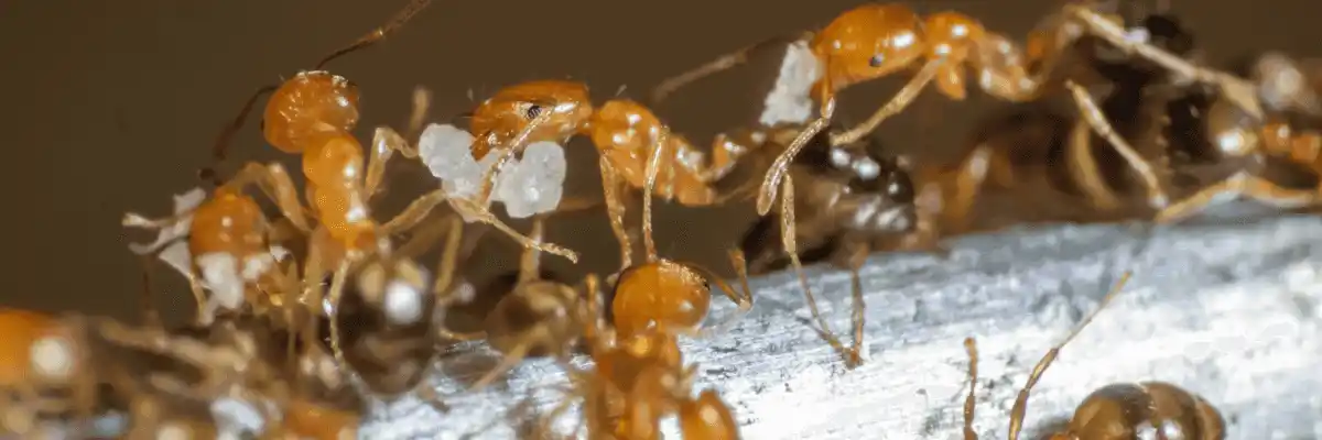 ants pest control fl