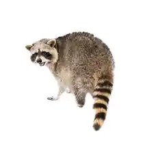 nuisance wildlife identification raccoon