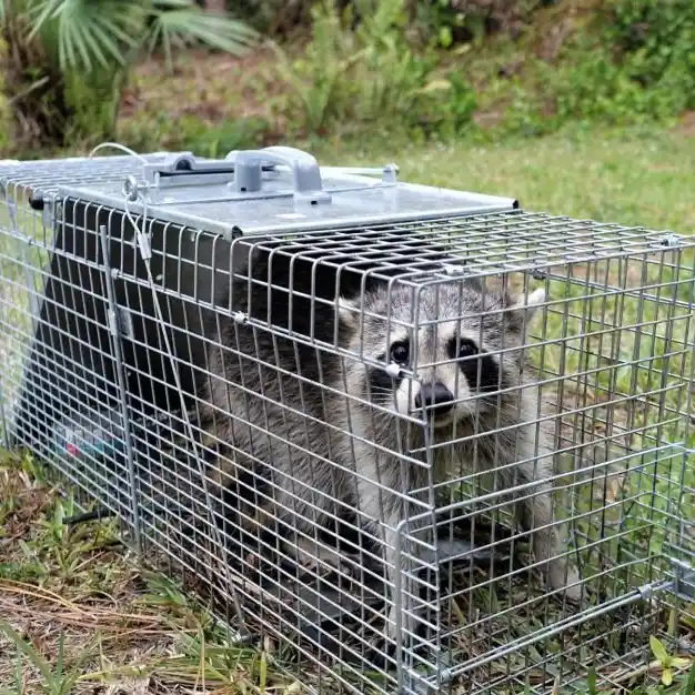 raccoon in cage wildlife control commercial pest control treatment - comprehensive pest control and lawn care services