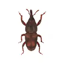 pantry pests identification rice weevil