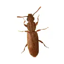 pantry pests identification sawtooth grain beetle