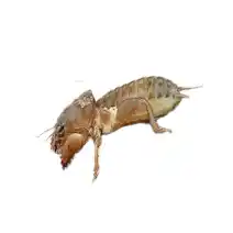 shortwinged Mole Cricket Identification