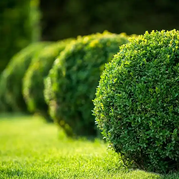 Healthy, well-maintained shrubs in a garden - comprehensive pest control and lawn care services