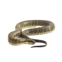 nuisance wildlife identification snake
