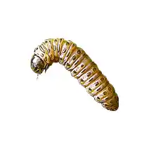 sod webworm identification