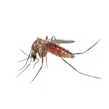 Southern House Mosquito​ identification