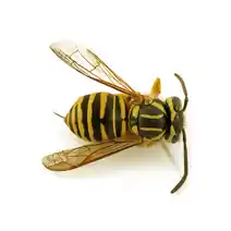 hornet identification Southern Yellowjacket​