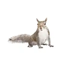 nuisance wildlife identification squirrel