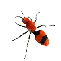 velvet ant cow killer ant wasp identification