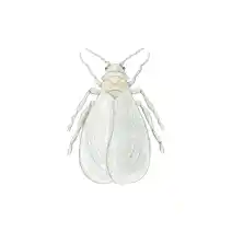 whitefly identification