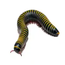yellow banded millipede identification