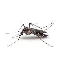 yellow fever mosquito identification