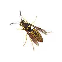 hornet identification Eastern Yellowjacket​