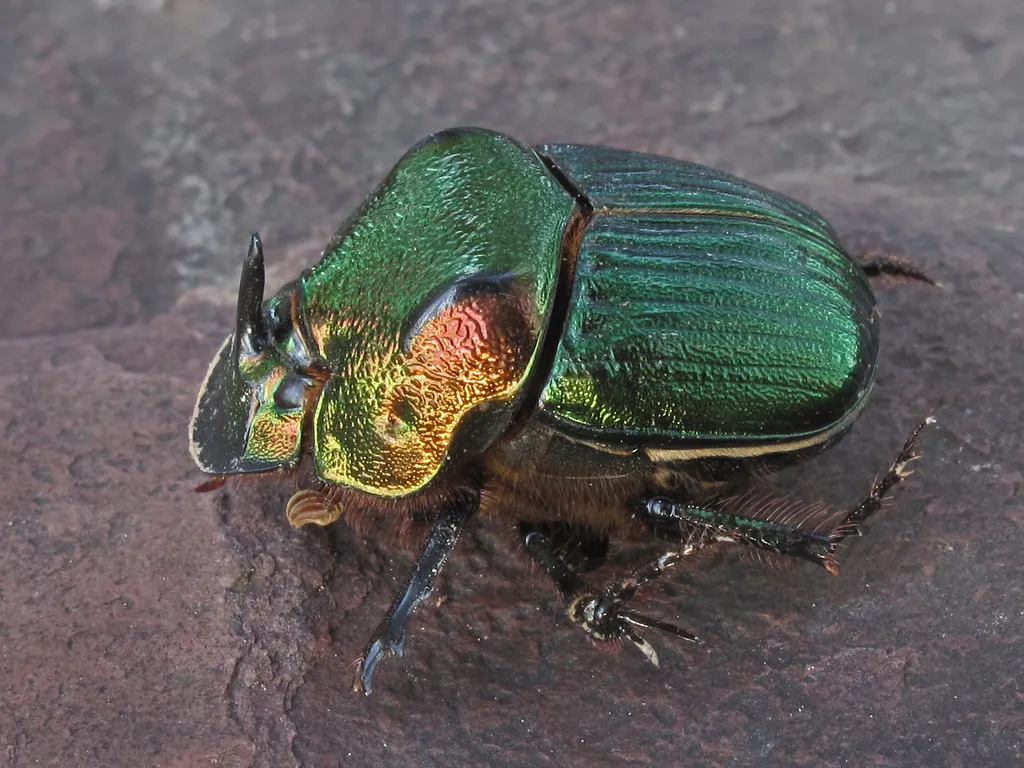 beetle identification and control Rainbow Scarab Beetle