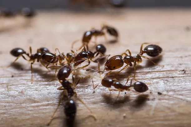 ant colony hunters creek pest control fl
