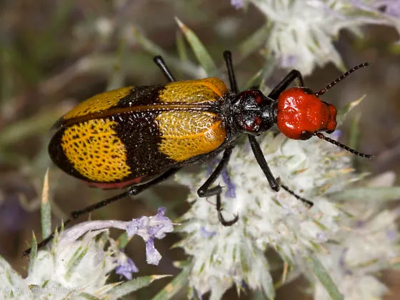 beetle identification and control blister beetle