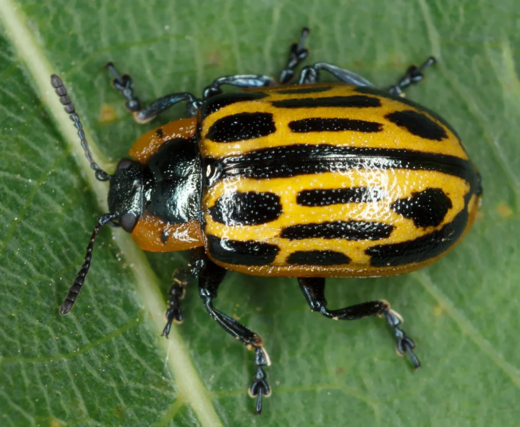 beetle identification and control cottonwood leaf beetle