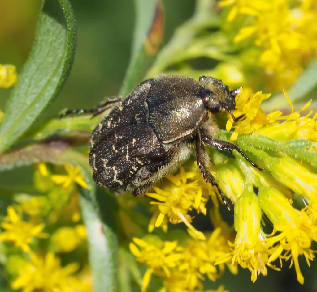 beetle identification and control dark flower scarab beetle