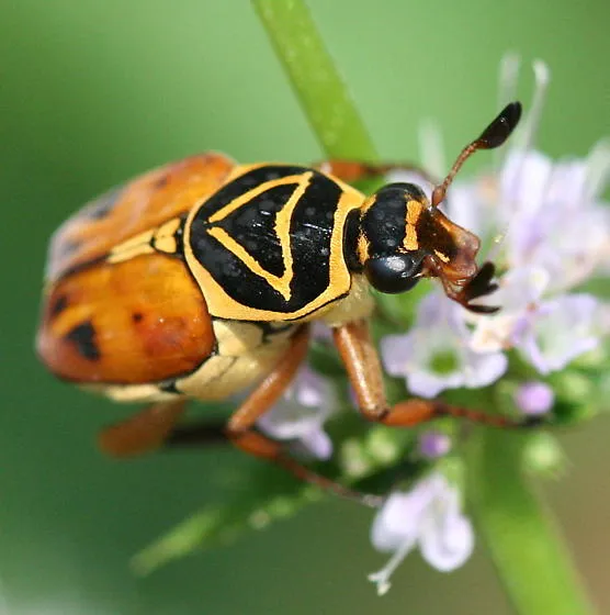 beetle identification and control delta flower beetle