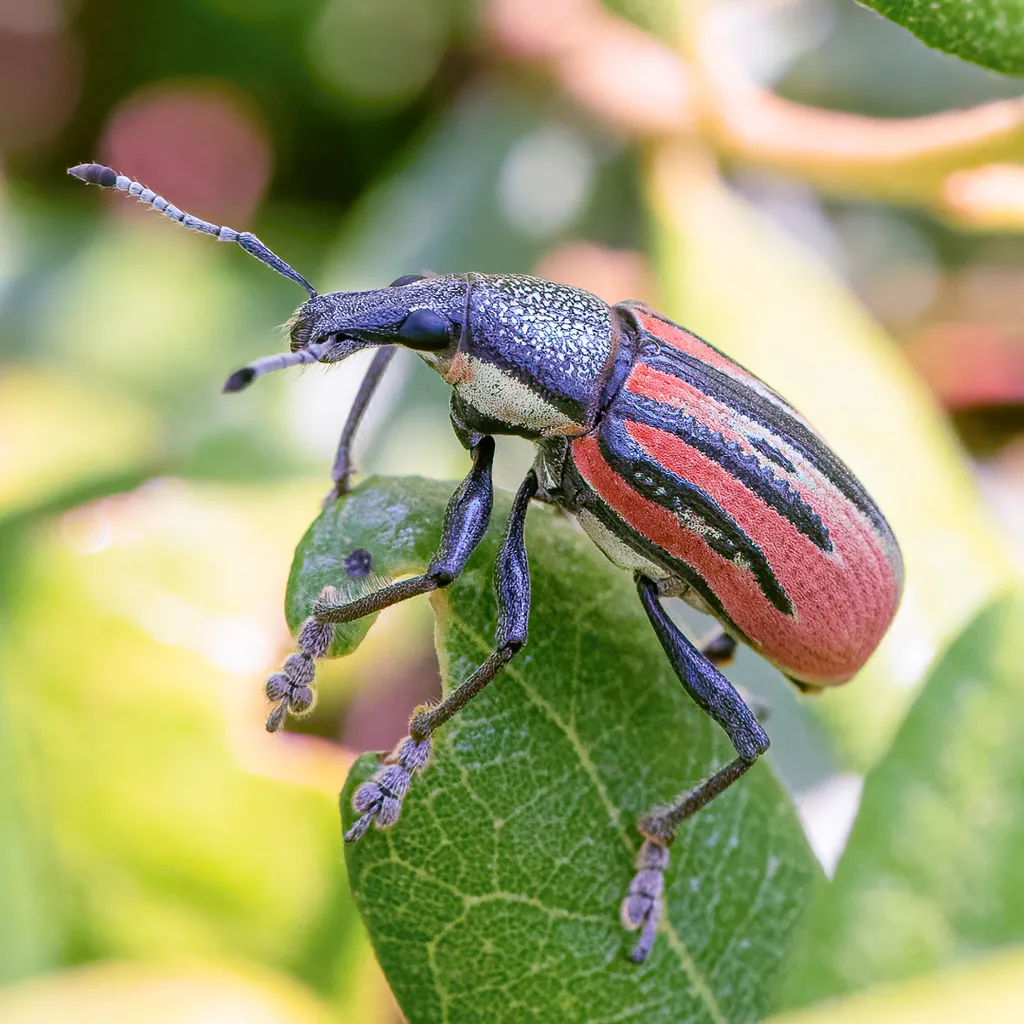 beetle identification and control diaprepes root weevil