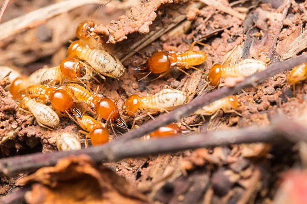 oviedo termite control fl
