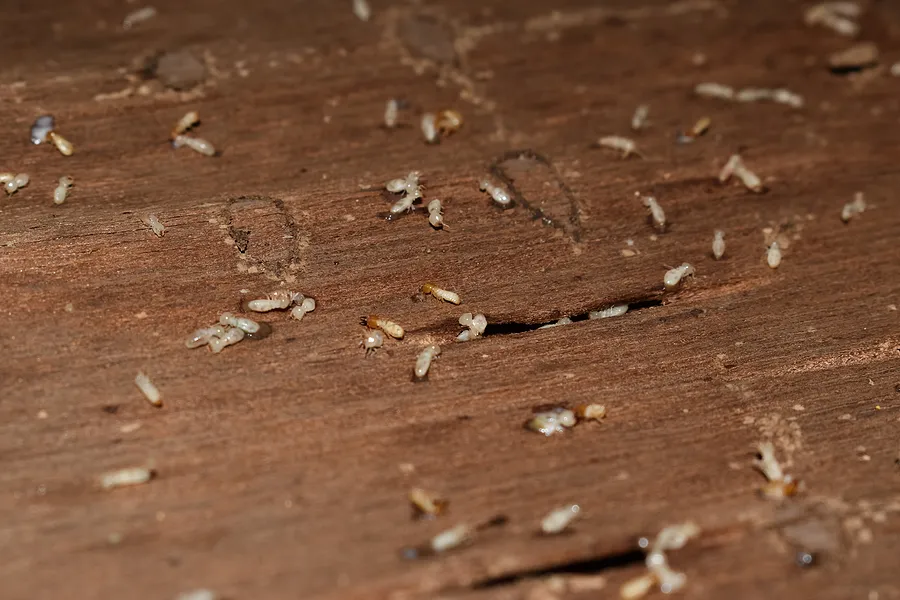 oviedo termite control fl