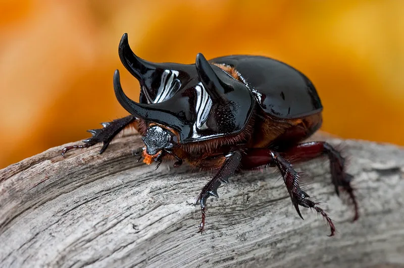 beetle identification and control ox beetle