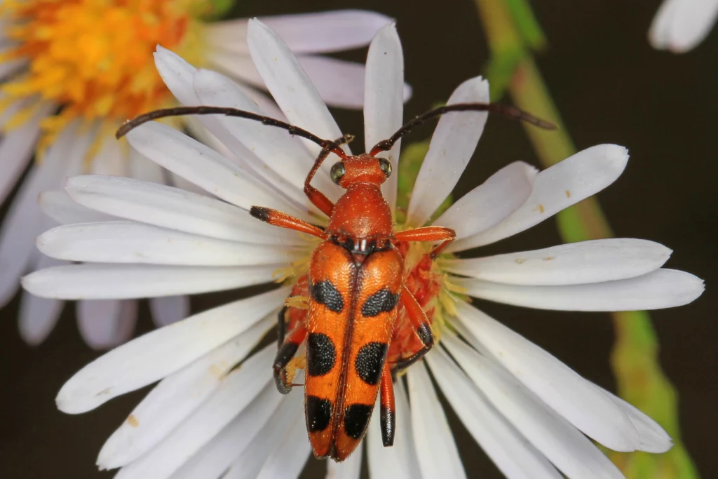 beetle identification and control six spotted flower longhorn beetle