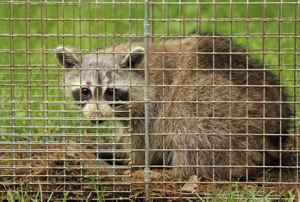 Kissimmee wildlife control raccoon removal fl