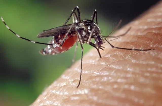 Close-up of a mosquito on human skin, illustrating the importance of professional mosquito control services provided by Termite Lawn and Pest in Altamonte Springs, FL.