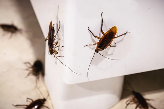 Close-up of cockroaches crawling on a white surface, highlighting the need for professional cockroach control services provided by Termite Lawn and Pest in Altamonte Springs, FL.