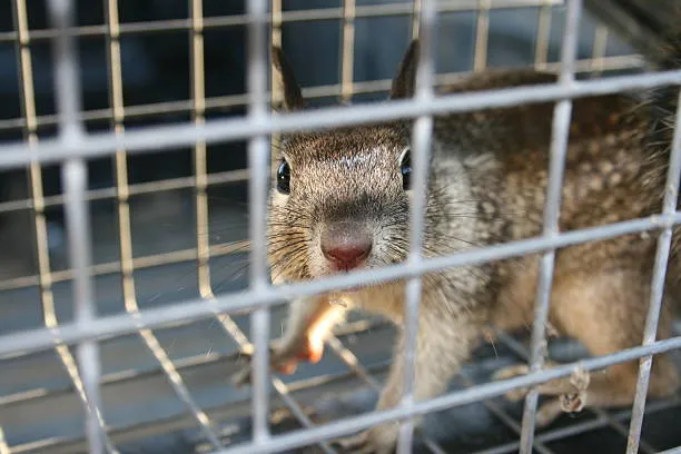 A squirrel in a humane trap, highlighting the wildlife control services provided by Termite Lawn and Pest in Altamonte Springs, FL.