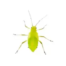 Shrub Pests Identification aphid