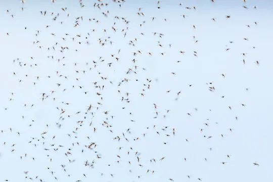 apopka mosquito control swarm