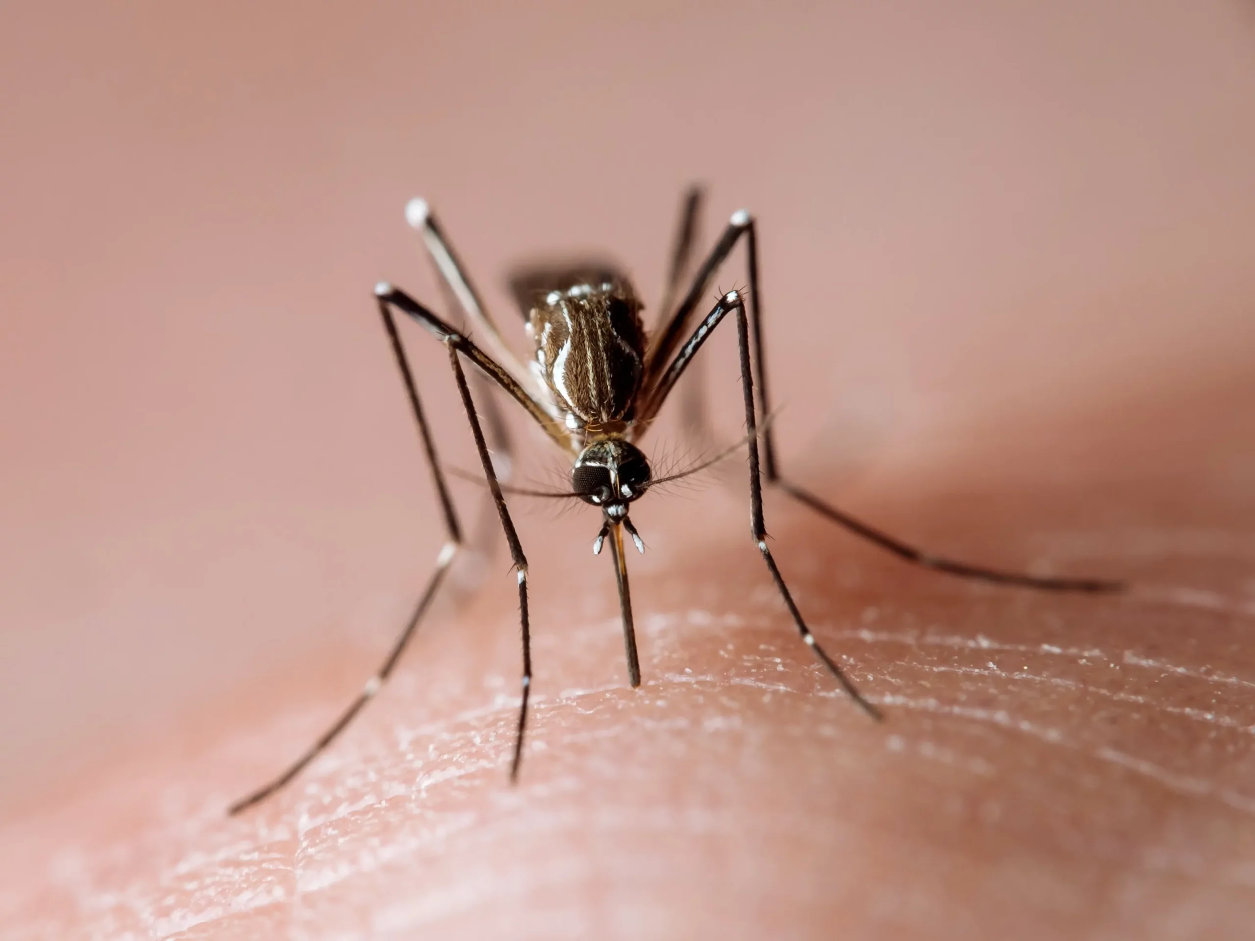 A close-up of a mosquito on skin, highlighting the mosquito control services offered by Termite Lawn and Pest in Apopka, FL.